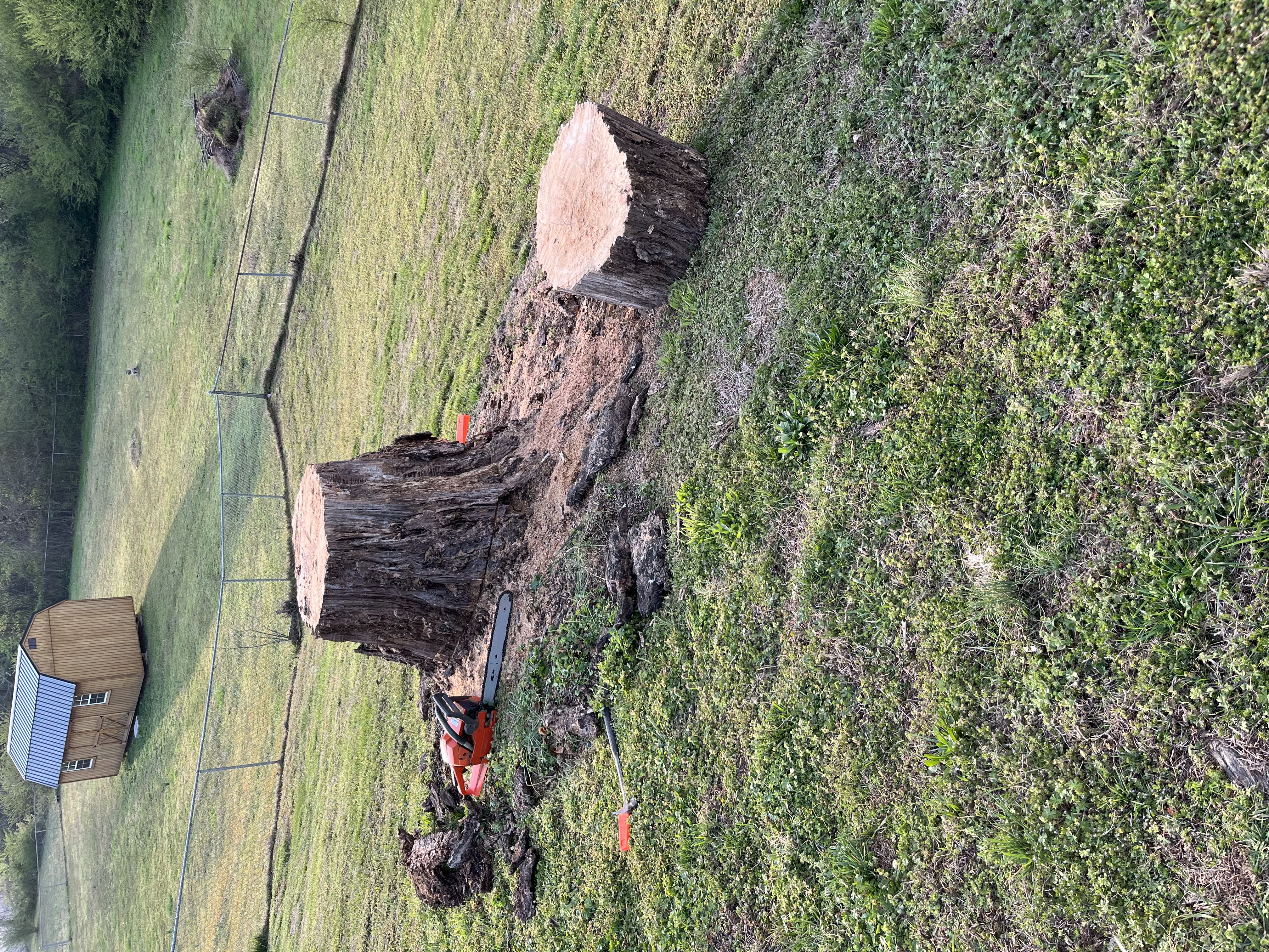 Stump before grinding - Job 2