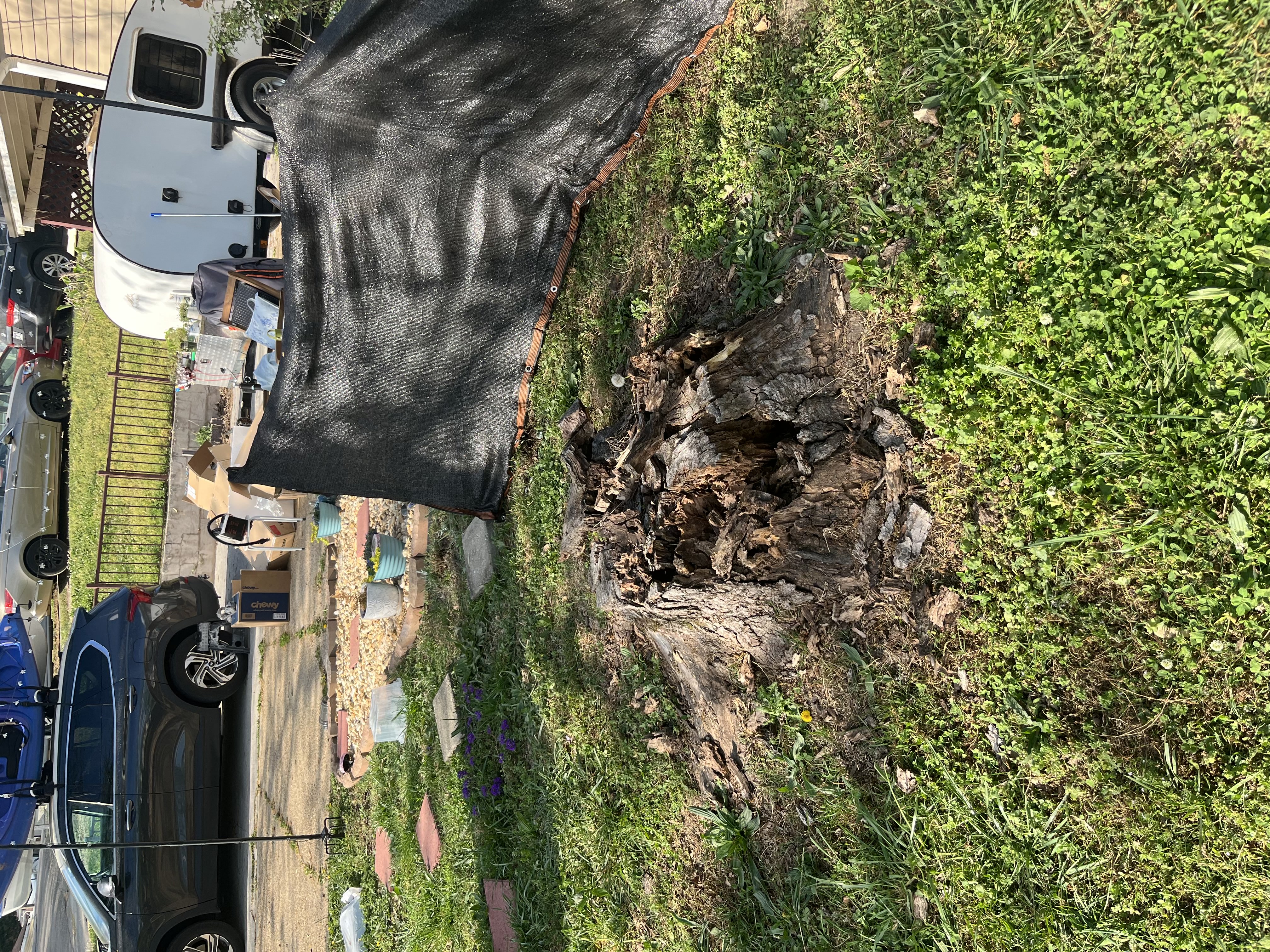 Stump before grinding - Job 3
