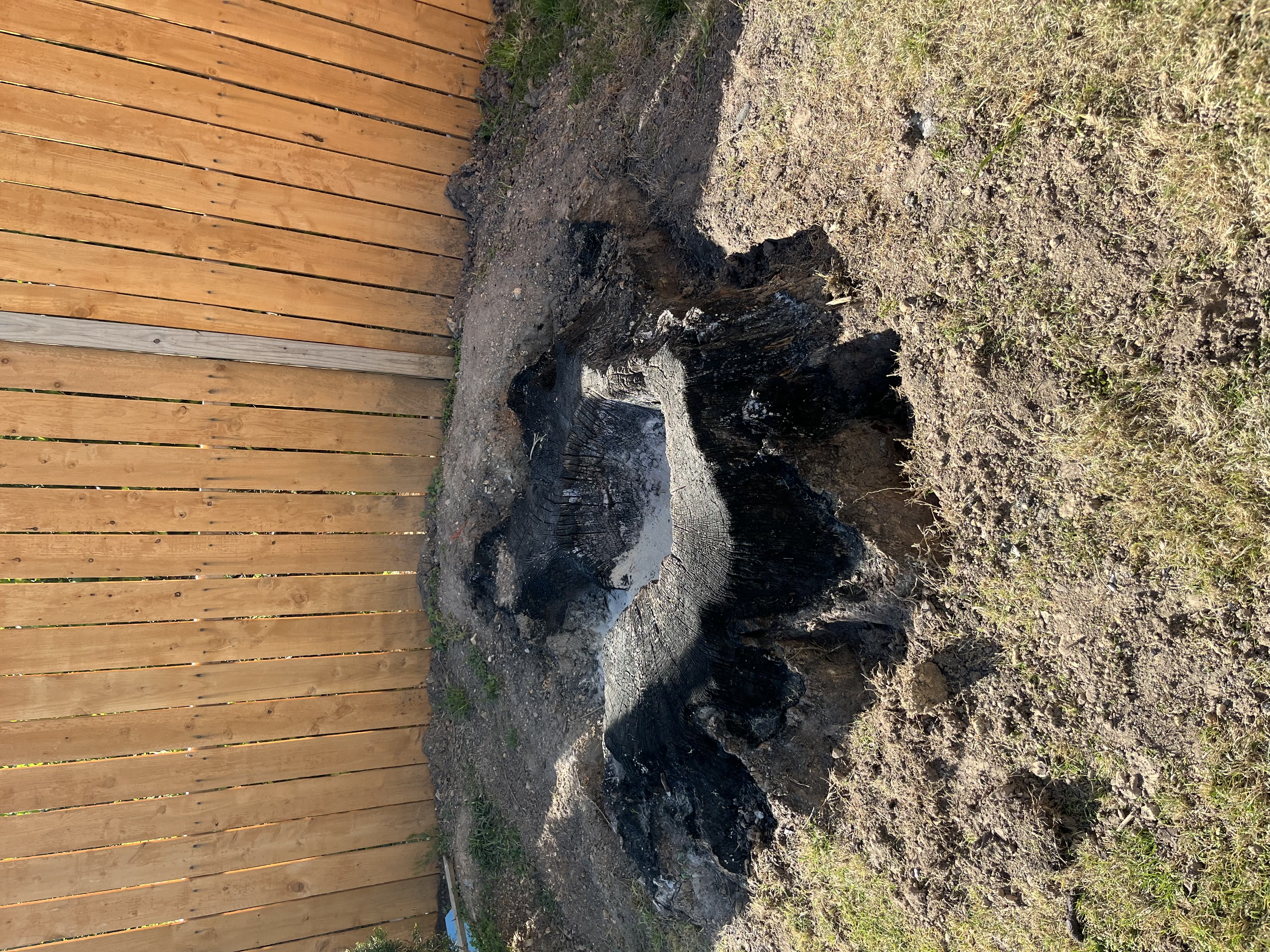 Stump before grinding - Job 4